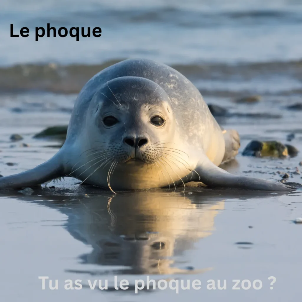 Le Phoque