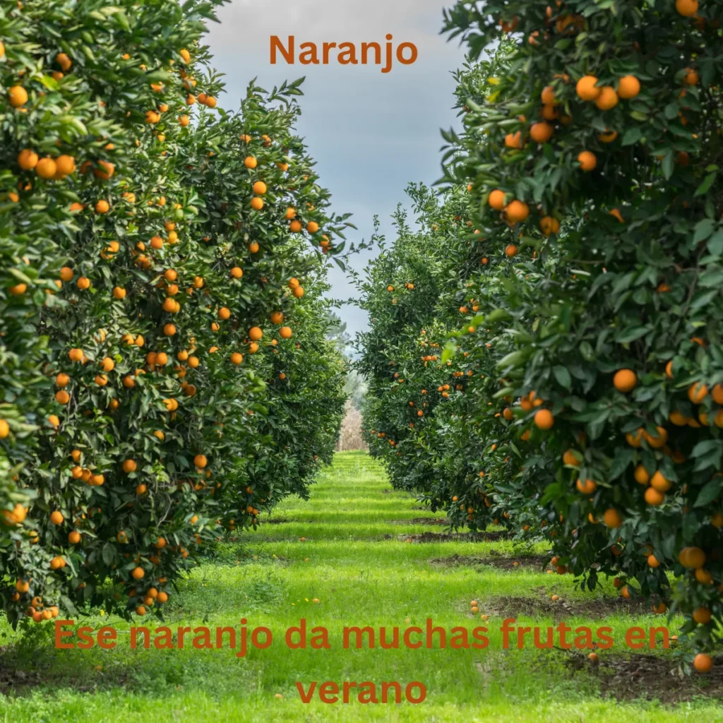 Naranjo
